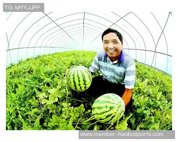 江苏蔬菜足球大棚助力农业创新与可持续发展新模式探索 江苏蔬菜足球大棚助力农业创新与可持续发展新模式探索